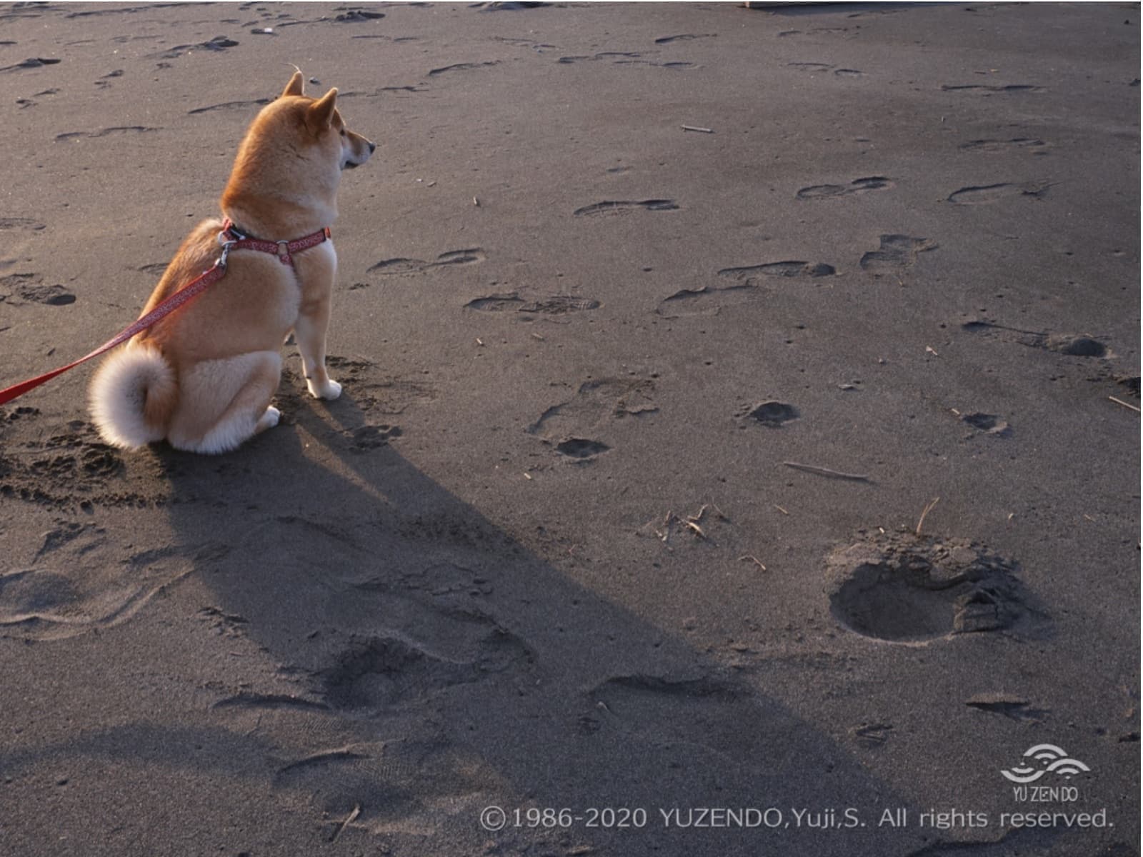 砂浜の柴犬